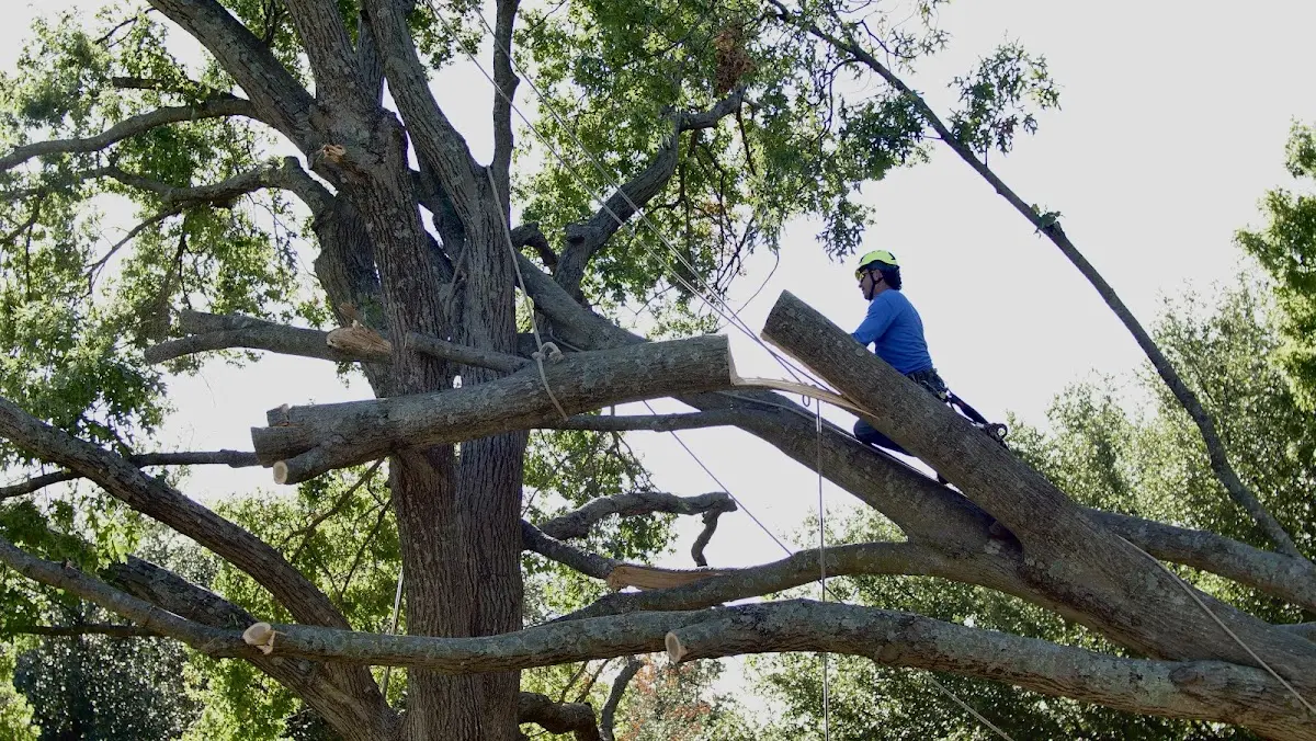 Professional Crown Thinning performed by certified arborists in Peculiar