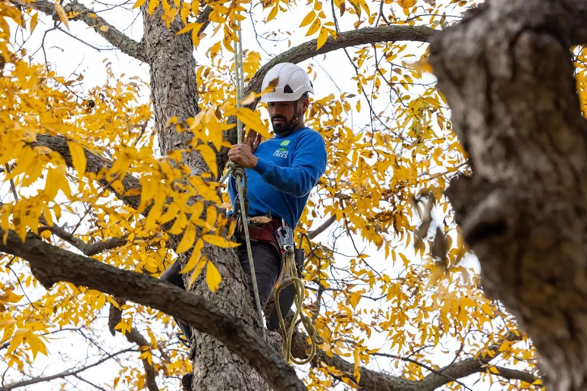 Skilled Tree Planting crew working in Peculiar